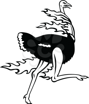 Mascot illustration of a common ostrich, a species of large flightless bird native to Africa, running while on fire viewed from side on isolated background in retro black and white style.