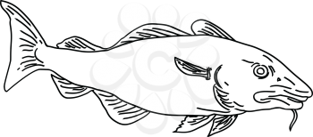 Line Art style illustration of an Atlantic cod Gadus morhua, a benthopelagic fish of the family Gadidae commercially known as cod or codling viewed from side on isolated background in black and white.