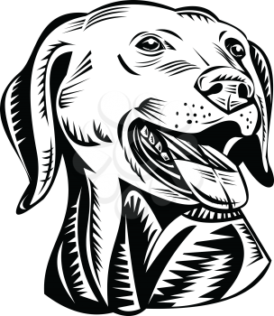Retro woodcut style illustration of  head of a Labrador Retriever, Labrador or Lab, a medium-large breed of retriever-gun dog, viewed from front on isolated background done in black and white.