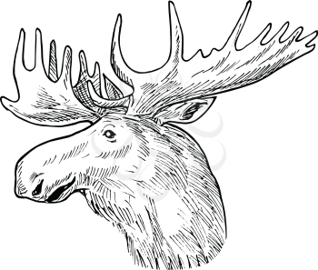 Scratchboard style illustration of head of a bull moose or elk, Alces alces, the largest and heaviest extant species in the deer family on on isolated background done in retro black and white style
