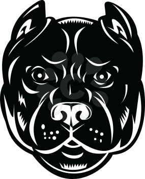 Retro woodcut style illustration of a head of a pit bull, a type of dog descended from bulldogs and terriers, viewed from front on isolated background done in black and white.