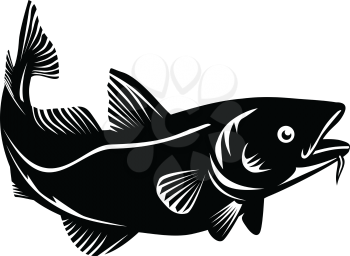 Woodcut style illustration of an Atlantic cod Gadus morhua, a benthopelagic fish of the family Gadidae commercially known as cod or codling swimming up on isolated background in black and white.