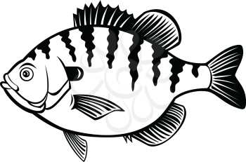 Black and white illustration of a bluegill, bream, brim, sunny or copper nose, a species of freshwater fish of the sunfish family Centrarchidae of order Perciformes on isolated white background.