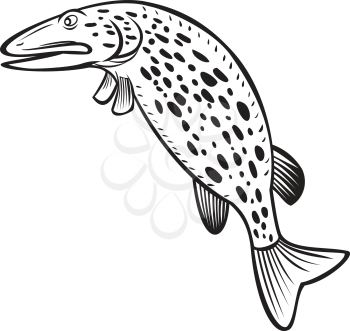Cartoon style illustration of a northern pike Esox lucius, a species of carnivorous fish of the genus Esox jumping up on isolated background done in black and white.