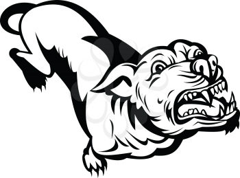 Retro style illustration of a Pit bull or pitbull, a common name for a type of dog descended from bulldogs and terriers,angry and  barking on isolated background done in black and white.