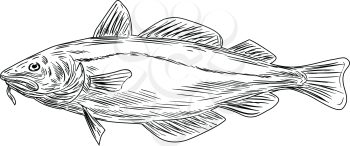 Black and white drawing illustration of an Atlantic cod, or Gadus morhua, a benthopelagic fish of the family Gadidae, also known as cod or codling viewed from the side set on isolated background. 