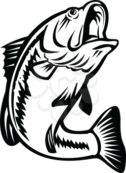 Illustration of a bucketmouth bass or largemouth, species of black bass and a carnivorous freshwater gamefish, swimming down on isolated background done in retro black and white style.
