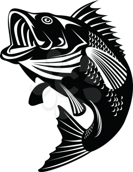 Illustration of a Florida largemouth bass, buckemouth or widemouth bass, species of black bass and a carnivorous freshwater gamefish, swimming up done in retro black and white style.
