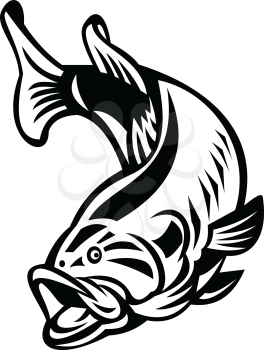 Illustration of a largemouth bass (Micropterus salmoides), species of black bass and a carnivorous freshwater gamefish, swimming down on isolated background done in retro black and white style.
