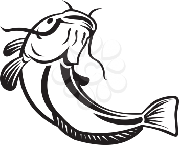 Illustration of a European catfish, Wels catfish or sheatfish, a ray-finned fish with prominent barbels, swimming or going up on isolated white background done in retro black and white style.