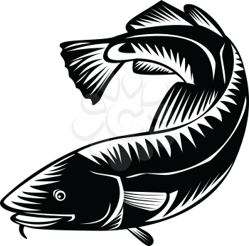 Woodcut style illustration of an Atlantic cod Gadus morhua, a benthopelagic fish of family Gadidae commercially known as cod or codling viewed from side on isolated background in black and white.