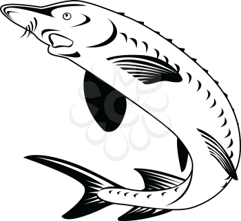 Retro woodcut style illustration of an Atlantic sturgeon Acipenser oxyrinchus oxyrinchus, a member of the family Acipenseridae, swimming up done in black and white.