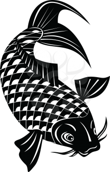 Retro woodcut style illustration of a koi, jinli or nishikigoi brocaded carp, a colored variety of the Amur carp Cyprinus rubrofuscus swimming down on isolated background done in black and white.