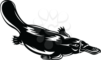Retro woodcut style illustration of a duck-billed platypus Ornithorhynchus anatinus, a semiaquatic egg-laying mammal endemic to Australia swimming down isolated background done in black and white.
