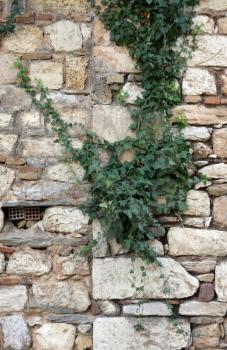 Royalty Free Photo of a Plant on a Stone Wall