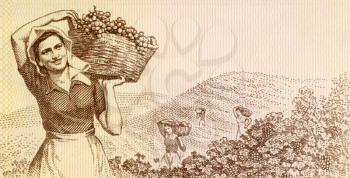 Royalty Free Photo of a Woman Harvest Grapes on an Albanian Banknote