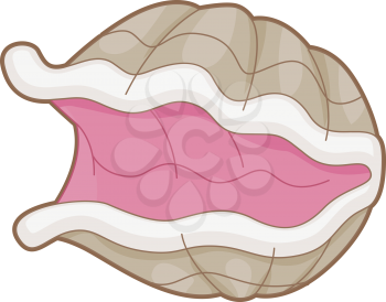 Royalty Free Clipart Image of an Open Oyster