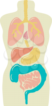 Illustration Featuring a Dummy Showing the Various Internal Organs