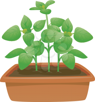 Illustration Featuring a Potted Oregano