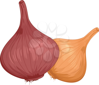 Illustration of a Pair of Onions With Different Colors