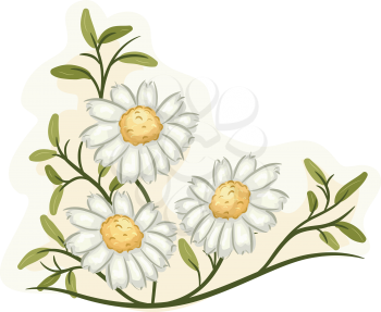 Illustration of a Bunch of Chamomile Flowers in Full Bloom