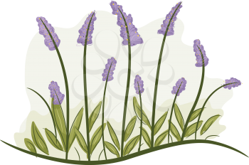 Illustration of a Bunch of Lavender Flowers in Full Bloom
