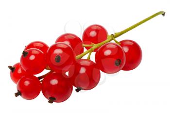 Branch of berries, red currants, isolated on a white background