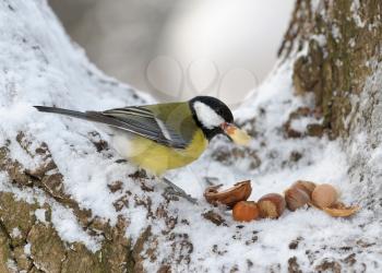 Royalty Free Photo of a Titmouse With Food in a Tree