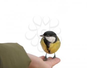 Royalty Free Photo of a Titmouse Taking Seeds From a Boy's Hand