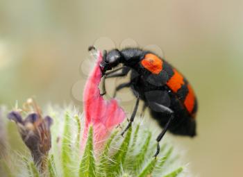 Royalty Free Photo of a Blister Beetle