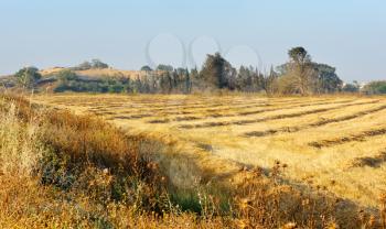 Royalty Free Photo of a Wheat Field