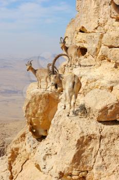 Royalty Free Photo of Mountain Goats on Makhtesh Ramon, a Unique Crater in Israel