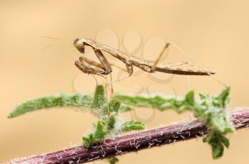 Royalty Free Photo of a Praying Mantis on a Plant