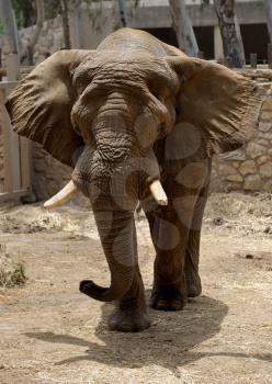 Royalty Free Photo of an Elephant