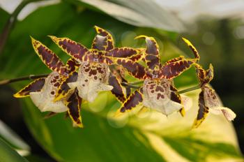 Royalty Free Photo of Tropical Flowers at a Park in Israel