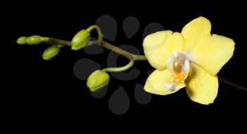 Royalty Free Photo of a Yellow Flower