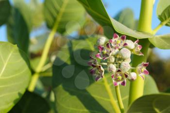 Royalty Free Photo of the Flower of Apple of Sodom (Calotropis Procera) 