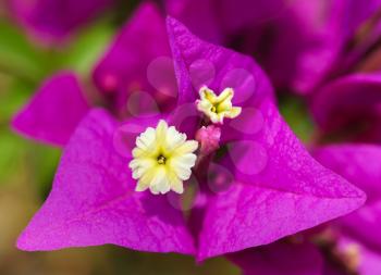 Royalty Free Photo of a Bright Pink Flower