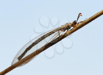 Royalty Free Photo of an Ant Lion on a Twig