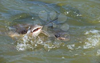 Royalty Free Photo of Catfish in the Alexander River, Israel