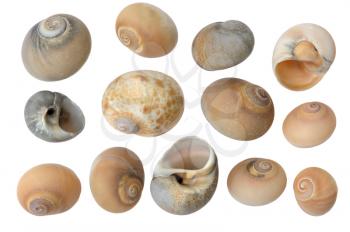 Different sea shells on a white background