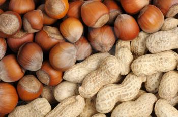 Royalty Free Photo of a Hazelnuts and Peanuts