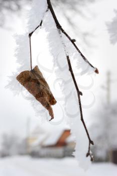 Royalty Free Photo of a Tree Covering in Frost