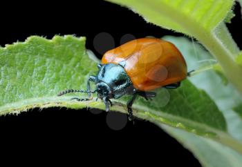 Royalty Free Photo of a Beetle on a Leaf