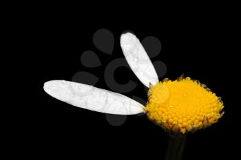 Royalty Free Photo of Two Petals of a Daisy With the Centre on Black