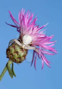 Royalty Free Photo of a White Spider on a Pink Flower