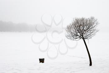 Royalty Free Photo of a Stark Winter Landscape With a Single Tree in the Foreground