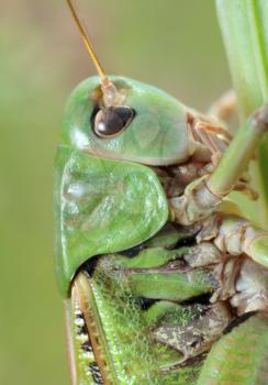 Royalty Free Photo of a Grasshopper, Green Bush-Cricket (Tettigonia Cantans)