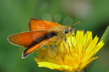 Royalty Free Photo of an Orange Butterfly on a Bright Yellow Flower