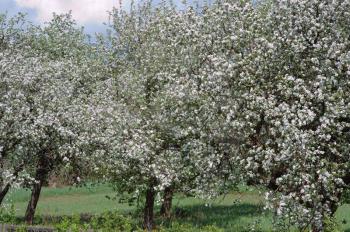 Royalty Free Photo of Flowering Apple Trees